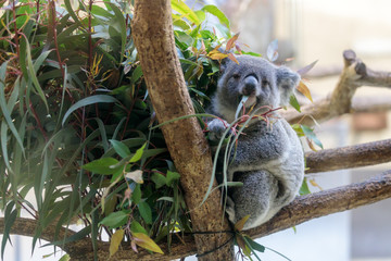 コアラ, Koala