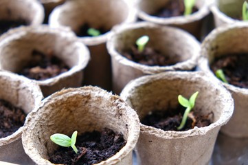 seedlings, sprouts. germination of vegetable seeds in peat pots at home