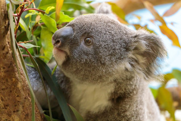 コアラ, Koala