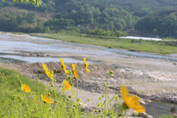 경남 산청 강 옆에 핀 꽃