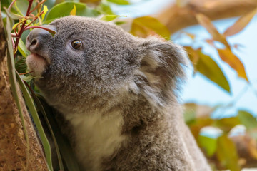 コアラ, Koala