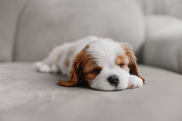 cavalier king charles spaniel puppy sleeping on a bed indoors