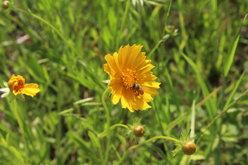 경남 산청 강 옆에 핀 꽃