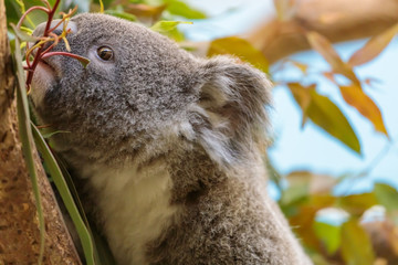 コアラ, Koala