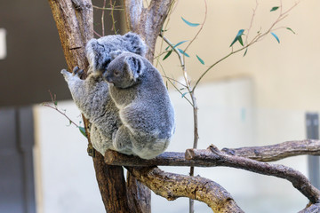 コアラ, Koala