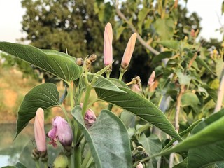 green and yellow rose