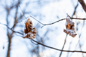 frozen dried leaves close-up in forest after last snowfall in spring evening