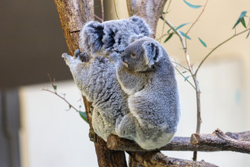 コアラ, Koala