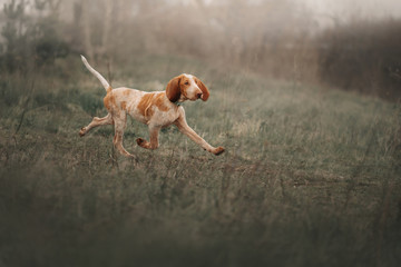 young bracco italiano puppy running on a field