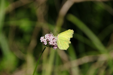 A Common Brimstone (Butterfly) on a blossom (flora and fauna) along the water in biosphere reserve Spree forest (Spreewald), Luebbenau - Germany