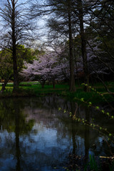 Fototapeta na wymiar japan sakura　：服部緑地・桜の咲く風景