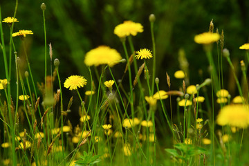 Fototapeta premium 花