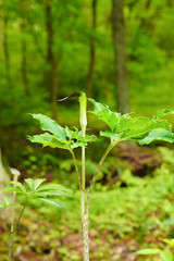 植物