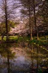 Fototapeta na wymiar japan sakura　：服部緑地・桜の咲く風景