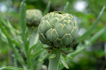 A beautiful green Artichoke blossom