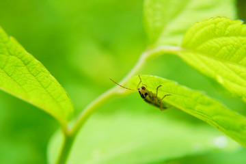 虫