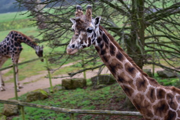 giraffe eating grass