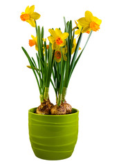 Isolated yellow daffodil flowers in a green flower pot