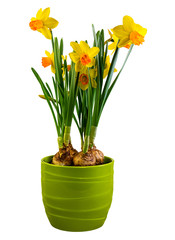 Fototapeta na wymiar Isolated yellow daffodil flowers in a green flower pot