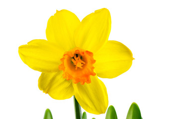 Obraz na płótnie Canvas Isolated yellow daffodil flower blossom