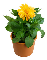Isolated potted dahlia flower