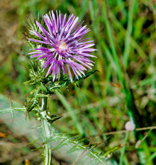 Chardon laiteux à Hyères, France