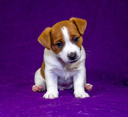 cute puppy jack russell terrier sits with his head bowed to the side on a purple warm bedspread