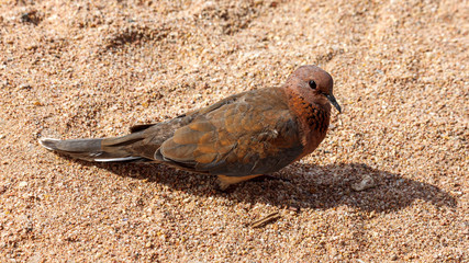 Laughing dove with orange and red-brick plumage sits on the sand of the seashore.