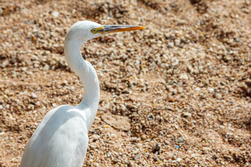 White heron with long beak stands on the sand. Close-up.