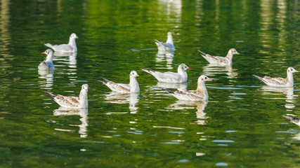 A flock of seagulls floating on the green water of a park pond.