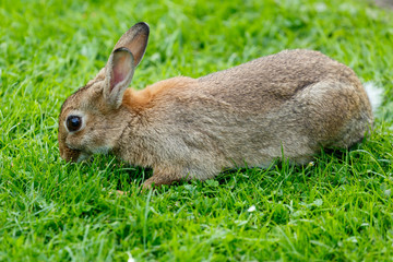 Close-up of a gray-brown rabbit in green grass.
