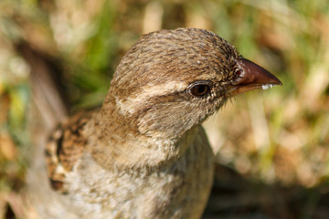 Close-up of the head of a sparrow holding a little food in its beak
