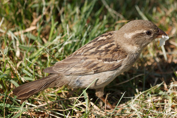 Brown sparrow holds in its beak a small piece of food