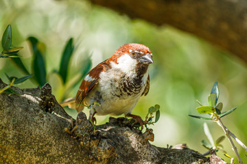 Sparrow on a branch of an olive tree looks forward with curiosity