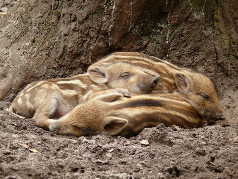 Piglets Sleeping Outdoors