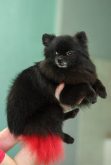 beautiful spitz dog with a red tail after a haircut and swimming posing. black spitz with colored tail