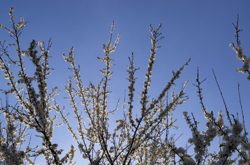 grass against blue sky