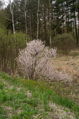 flowering tree in the forest