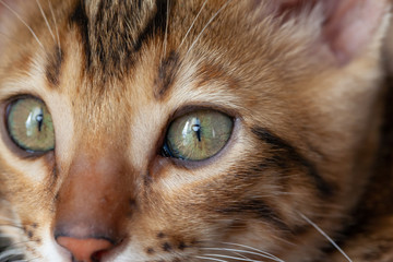Face of a Bengal cat on a large scale