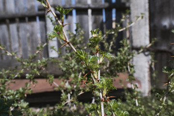 Bush, a gooseberry Bush in the garden. Sunny weather. Close-up of the kidneys.