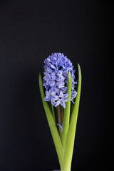 Hyacinth inflorescence with small purple flowers