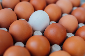 White Egg close up view in the eggs tray with a rows of brown color eggs. Personal individuality or leadership concept image.
