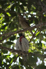 curioso pájaro blanco con pecho rojo 