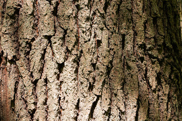 the bark of an old tree. The relief of the crust, texture of old bark
