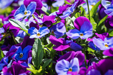 ein Hintergrund voller Veilchen in blau und lila