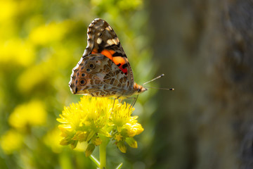 Butterfly Thistle close-up on a blurry background. Bright butterfly from the family Nymphalidae. Butterfly in sunlight and selective focus.