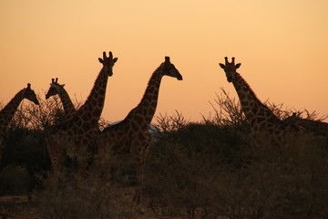 Gruppe von Giraffen bei Sonnenuntergang