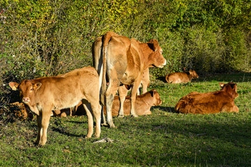 Vaches et veaux dans une prairie