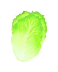 A Chinese cabbage has lime green coloured with white leaf veins and have a smooth surface, leaf shade lime green down from the top