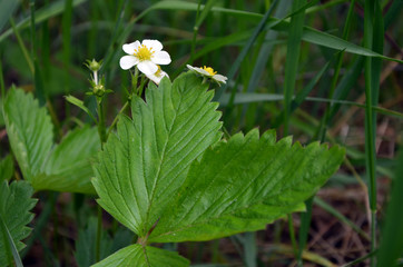 white flowers of wild strawberries in the grass close-up
